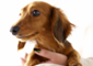 �ޥ󥷥�����ťޥ󥷥��ˡ��ڥåȻ���ĤΥޥ󥷥��