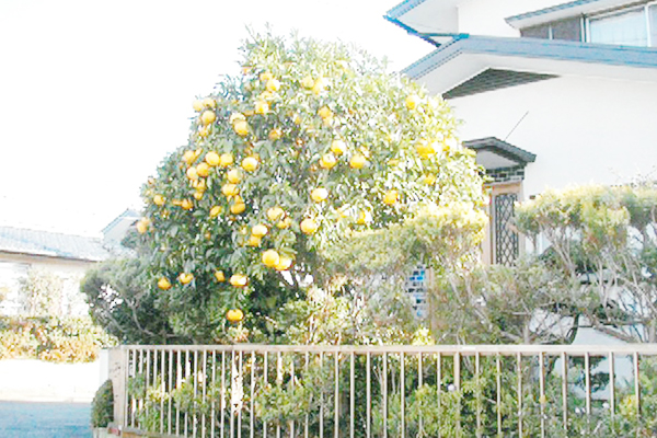 夏蜜柑の木はわが家の家族