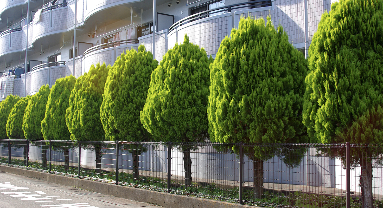 植栽剪定