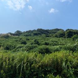 淡路市岩屋字田ノ代 土地