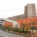 アイランドグレース