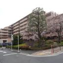 シャールレーク大井桜通り