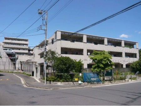 アデニウム菊名
