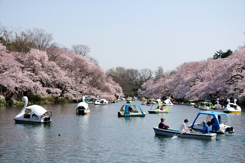井の頭公園 桜
