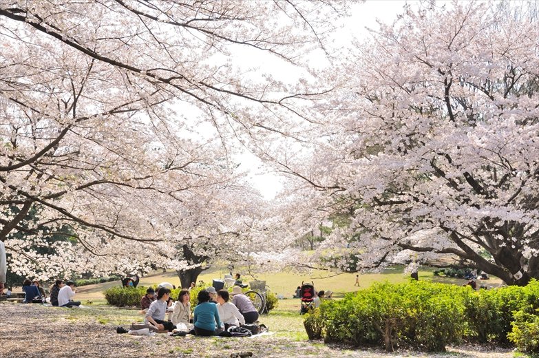 光が丘公園