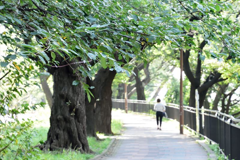 外濠公園(飯田橋駅付近)