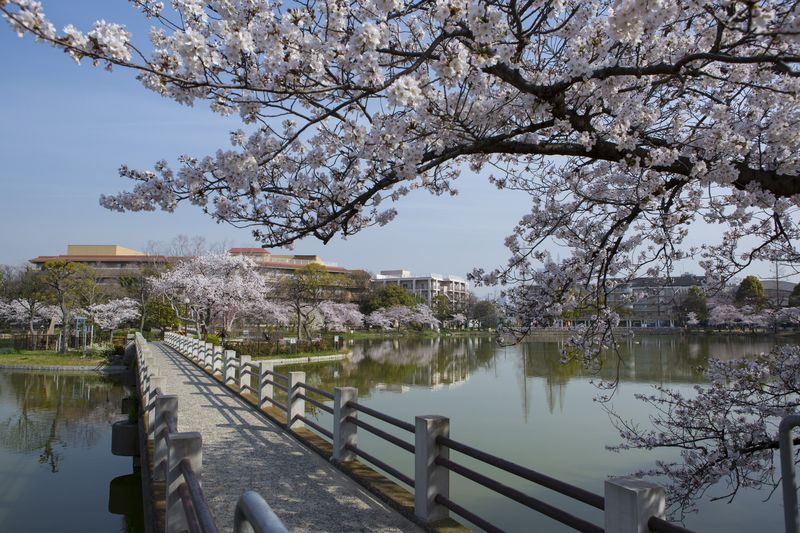 万代池公園