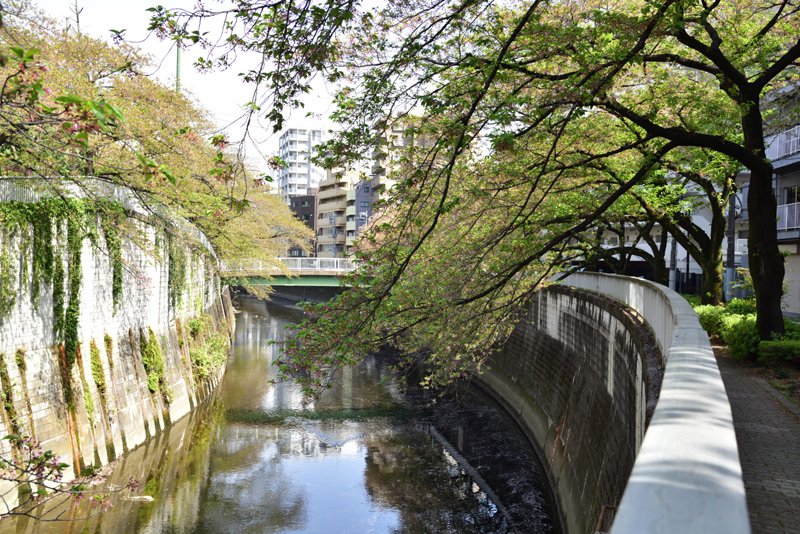 西早稲田付近の神田川