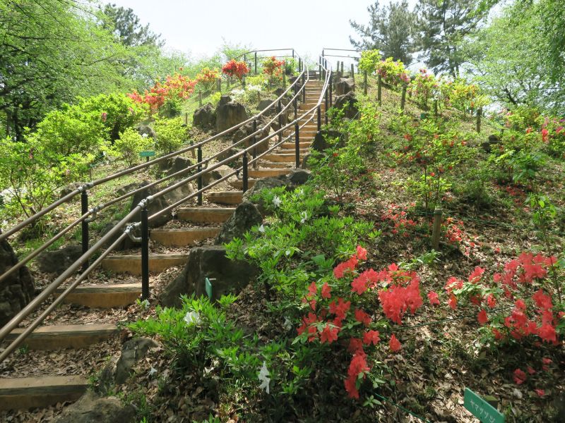 戸山公園内の「箱根山」