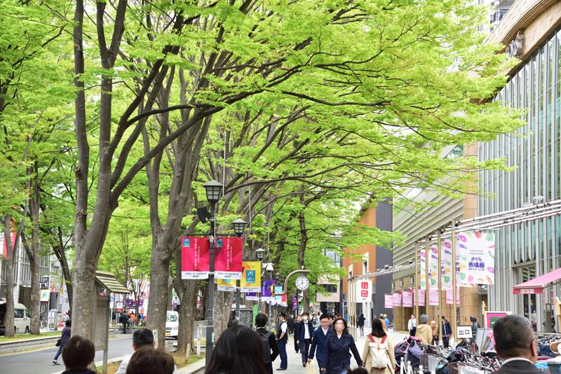 馬場大門のけやき並木
