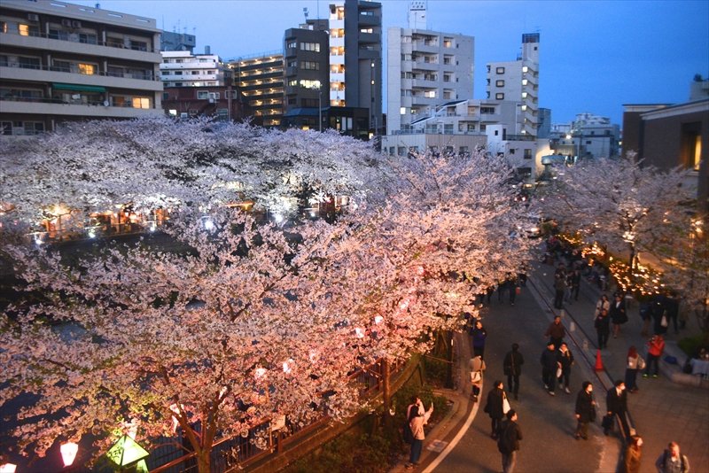 中目黒桜祭り