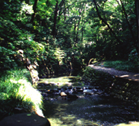 等々力渓谷公園