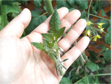 4.摘芯