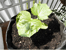 1.苗の植え付け