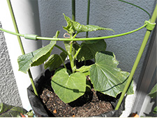 2.支柱立て