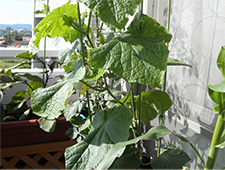 3.整枝と摘芯