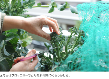 宮田範子さんのベランダ菜園取材風景2