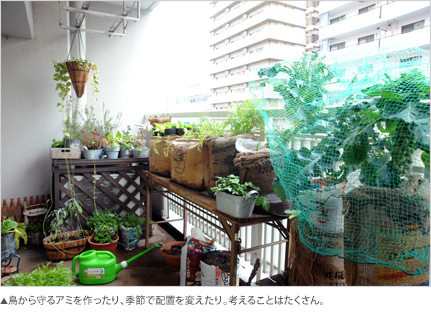 宮田範子さんのベランダ菜園取材風景3