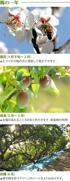 梅の一年