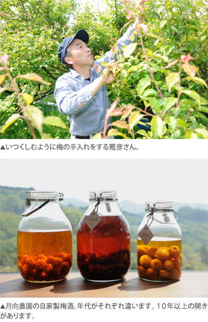 いつくしむように梅の手入れをする雅彦さん。月向農園の自家製梅酒。年代がそれぞれ違います。１０年以上の開きがあります。