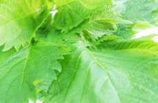 せん切りして熱湯を注ぐだけの「青じそ茶」