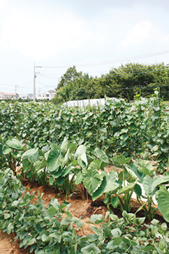 大入農園 横浜市青葉区あざみ野