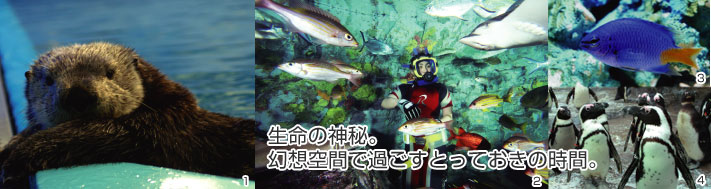 サンシャイン国際水族館