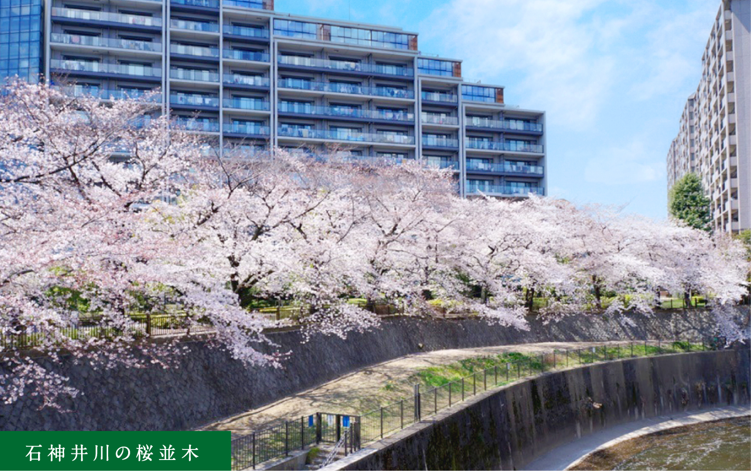 石神井川沿いの桜並木